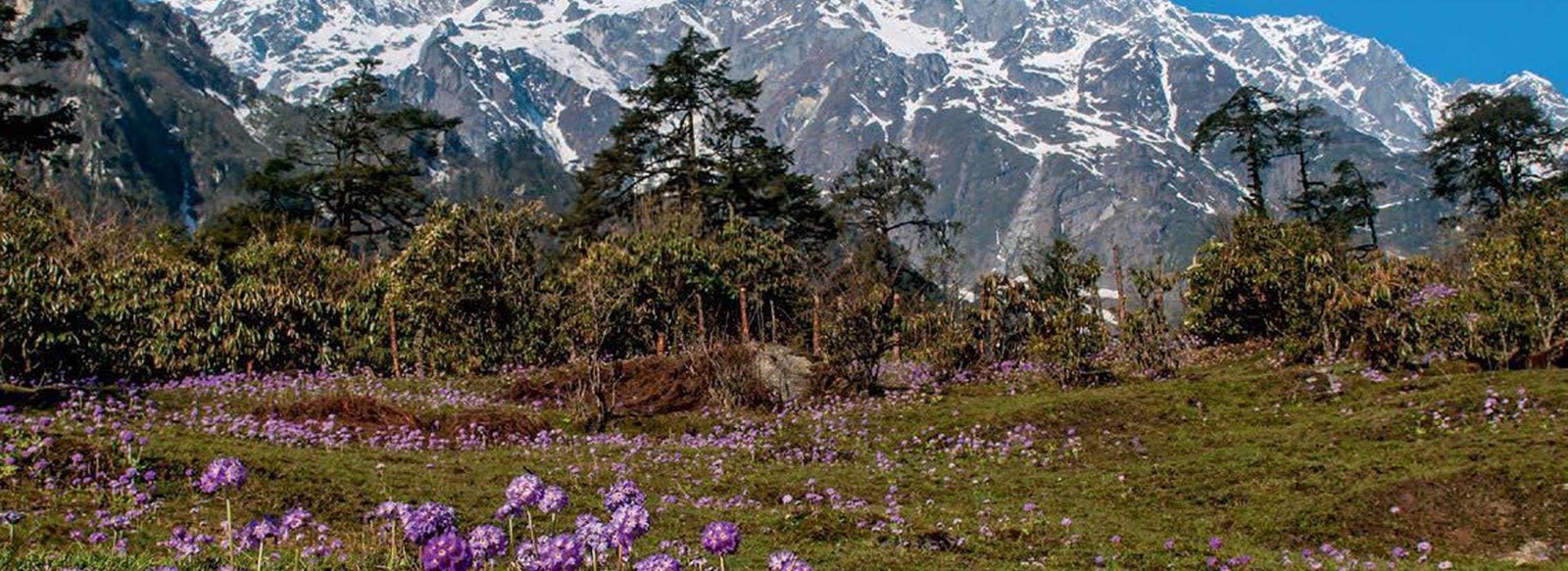 Yumthang-The-Valley-of-Flowers