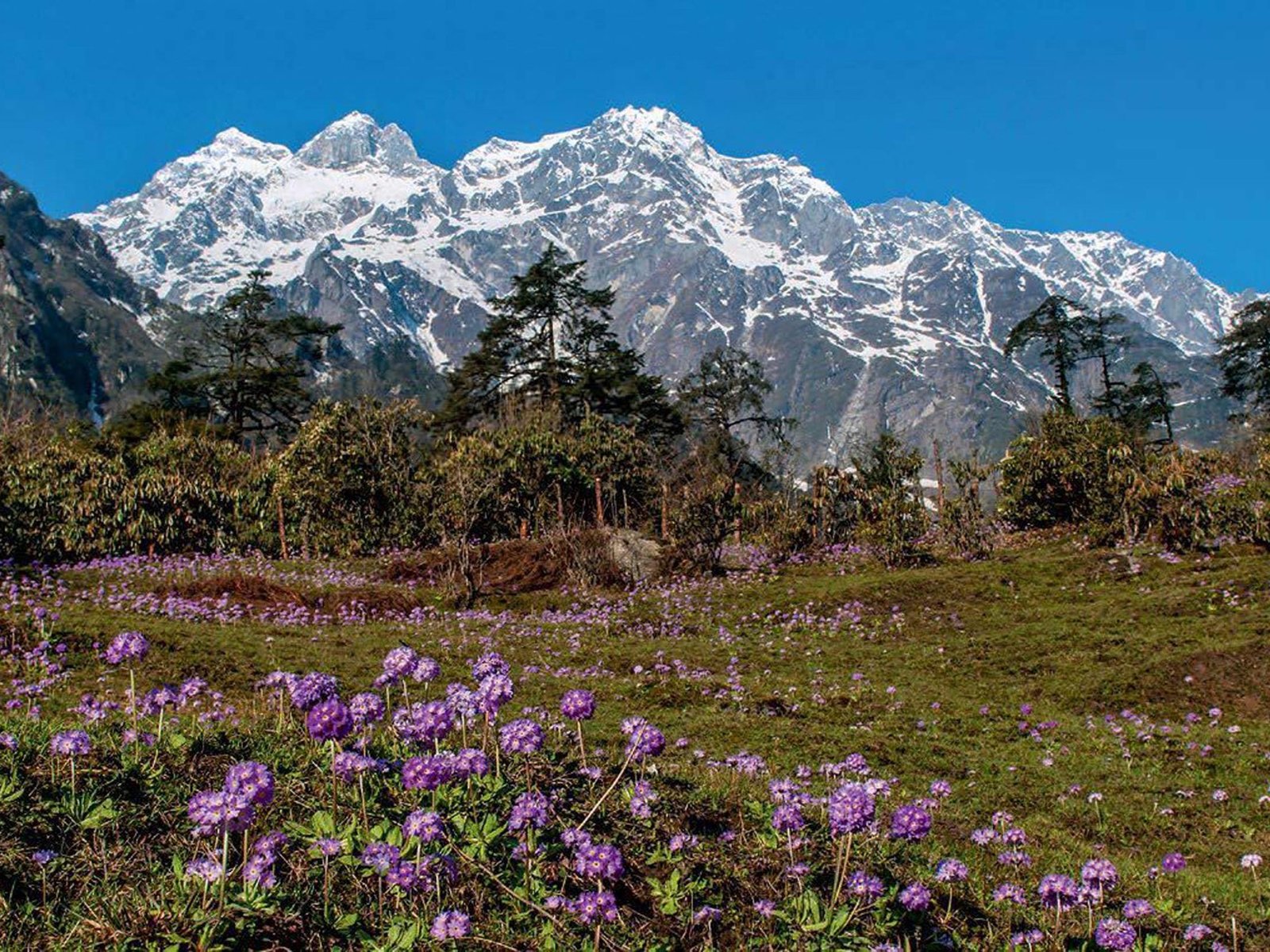Yumthang-The-Valley-of-Flowers